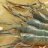 Tokan Udang Galah