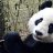 PanDa GoLD