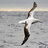 Albatross