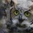 dowl69