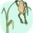 Akuler14