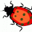 jitterbug